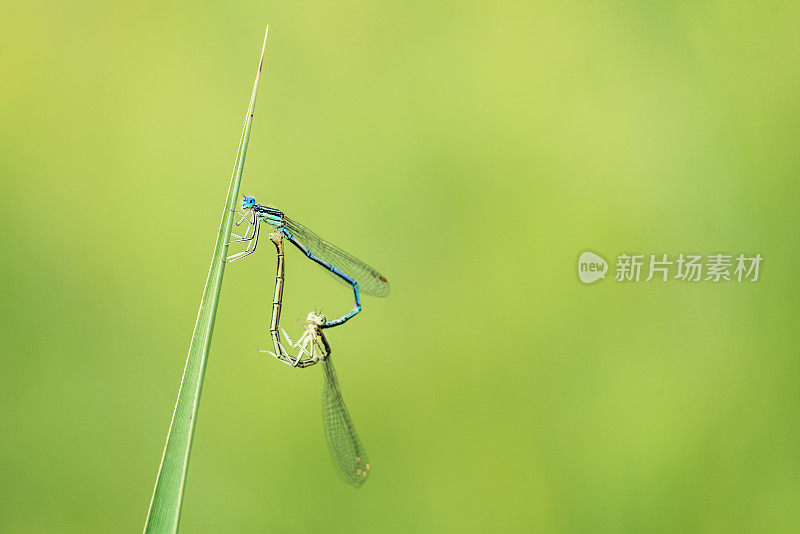 两条白腿豆娘的麦婷(Platycnemis pennipes)